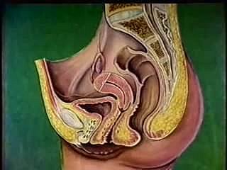 女性の生殖器官の解剖学
