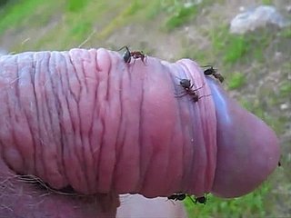 cara Anomalous cutuca seu pequeno pênis em um formigueiro e desfruta-lo